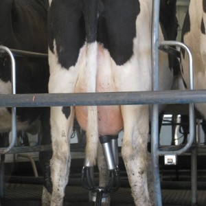 Dairy