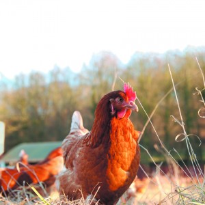 Poultry