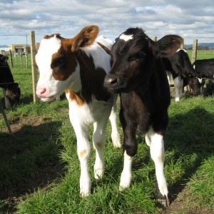 Calf